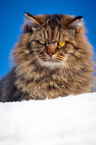 istock majestic siberian cat full face vertical portrait on snow 905917676