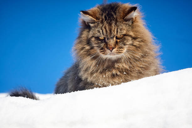 istock imperial siberian cat full face portrait on snow 905917970
