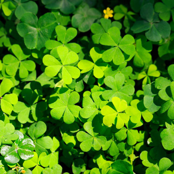 istock Clover and little yellow flower 905918036