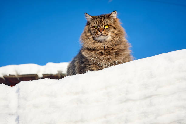 istock siberian cat king majestic look on white snow top 905918214