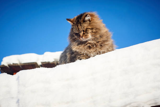 istock Hunting curious siberian cat on snowy top observe 905918464