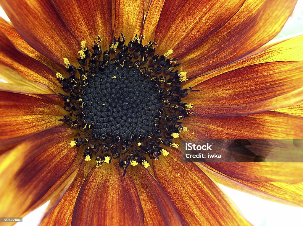 Makro von Sonnenblume - Lizenzfrei Blüte Stock-Foto