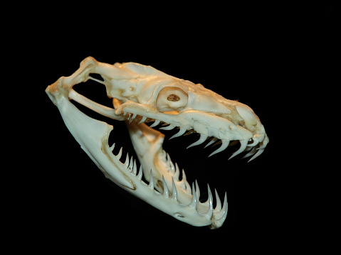 Python Skull