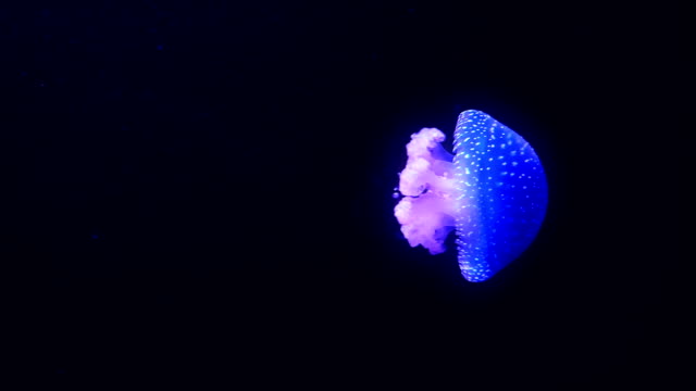 Blue glowing jellyfish moving in the dark blue water.