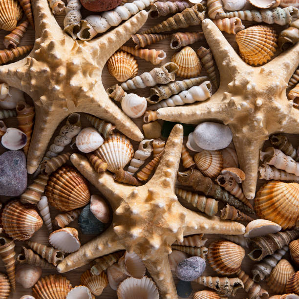 istock Background of sea shells and starfish 905922926