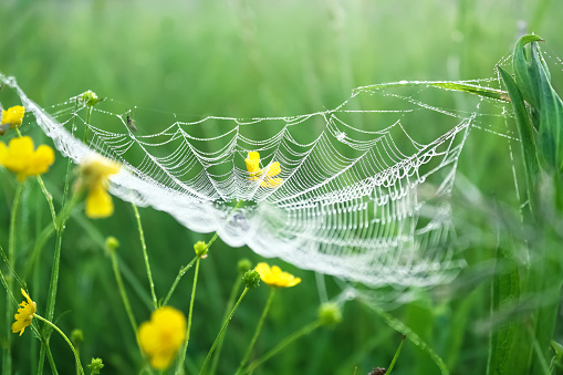spring meadow with green grass and white spider web, blur background