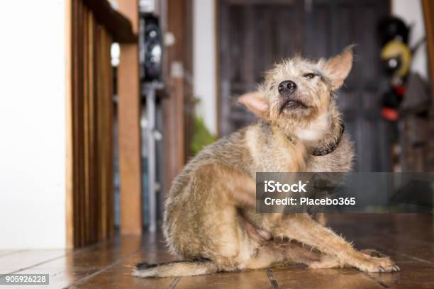 Happy Pet Terrier Dog Scratching Chin With Leg Stock Photo - Download Image Now - Dog, Scratching, Unpleasant Smell