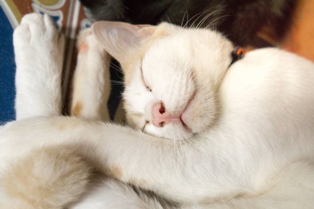 A young male cat is fast asleep.  He is relaxed and appears he is content and smiling.  He is curled up in a strange position.  Image taken in Ko Lanta, Krabi, Thailand.