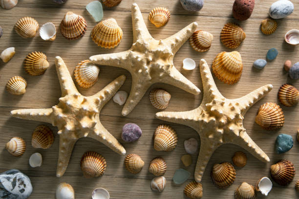 istock Background of sea shells and starfish 905927516