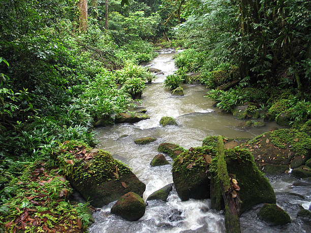 Costa Rican Rain Forest stock photo