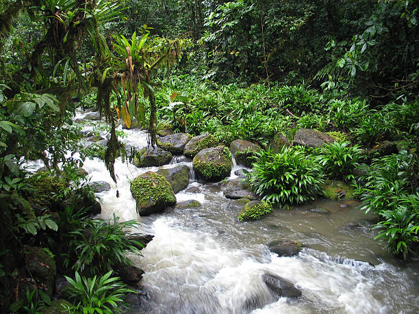 Costa Rican Rain Forest (2) stock photo