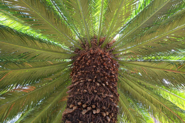 istock Summer background of palm 905932192