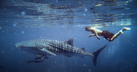 This stunning, rare Whale Shark (Rhincodon typus) image was captured at Ko Haa islands in the Andaman Sea, Krabi, Thailand.  Whale sharks are rare pelagic fish who feed on plankton, small fish and are the largest of the extant species. They are classed as vulnerable to extinction on the IUCN red list, due to being hunted for their meat and liver oil, however are now a protected species.  Encounters with them in the wild as seen here, are exceptionally rare.  One Thai man is swimming with this peaceful Shark.  Numerous Cobia (Rachycentron canadum) aka Wahoo, can be seen swimming around the Whale Shark.