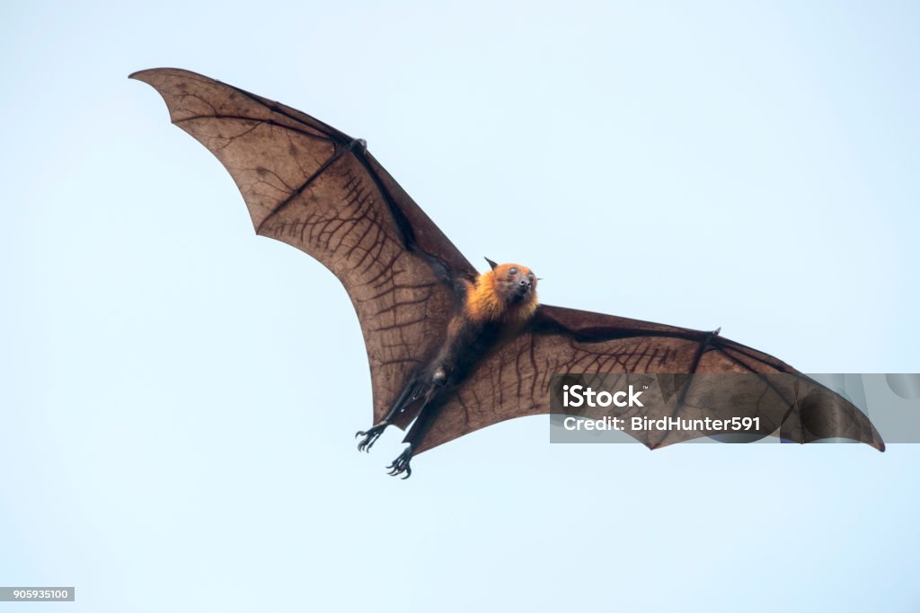 Bat battant (Roussette de Lyle) - Photo de Chauve-souris libre de droits