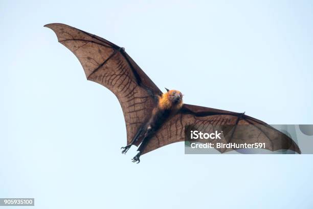 Bat Flying Stock Photo - Download Image Now - Bat - Animal, Brown, Animal Wing