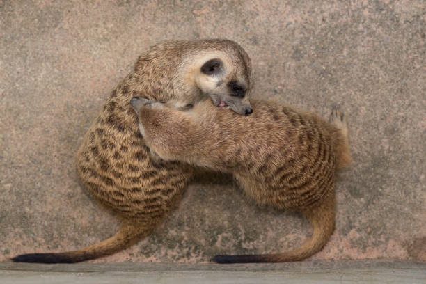 close up pair of meerkats cuddling animals