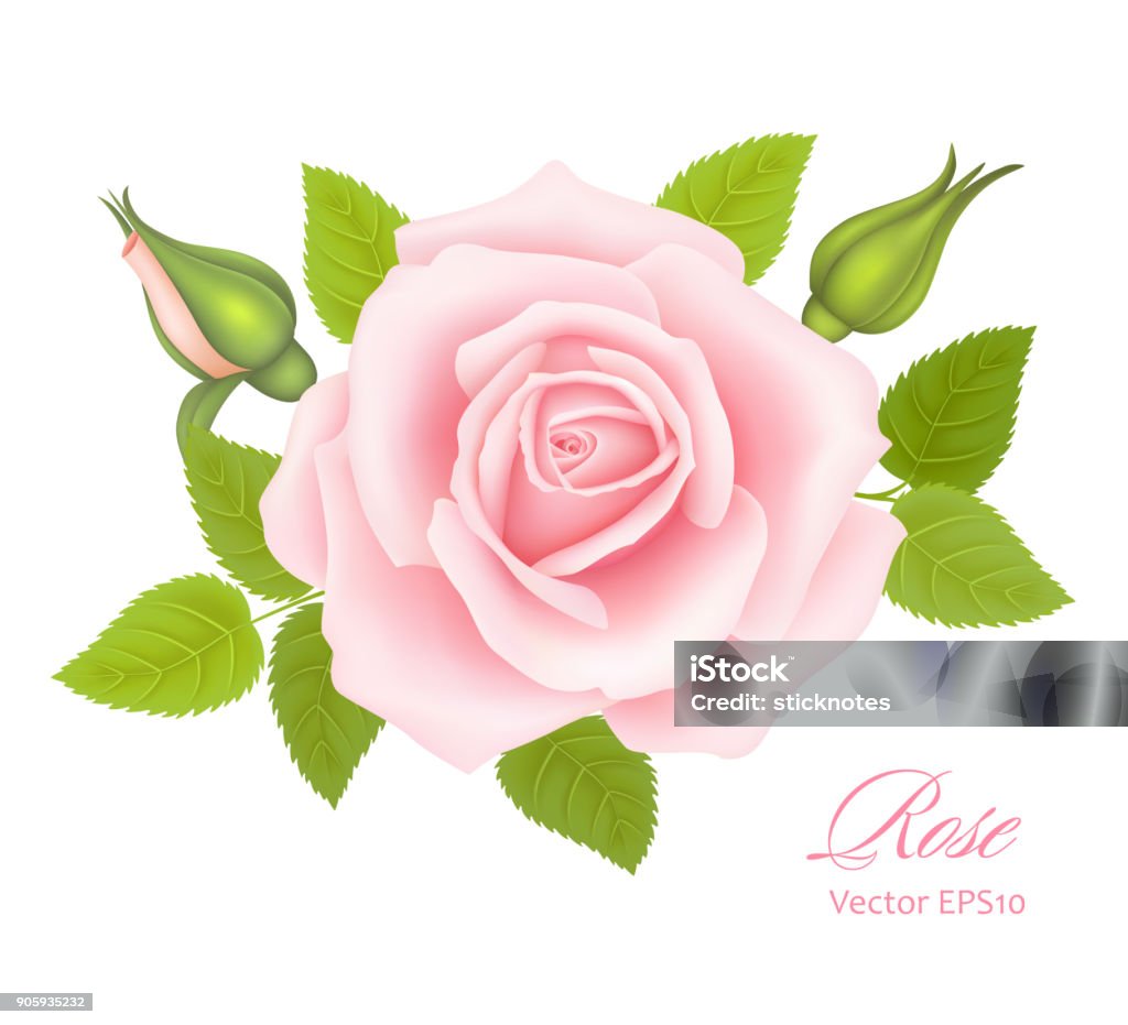 Ilustración de Fondo Blanco Con Una Flor Rosa Rosa Vector De y más Vectores Libres de Derechos de Angiosperma - Angiosperma, Belleza, Blanco - Color iStock