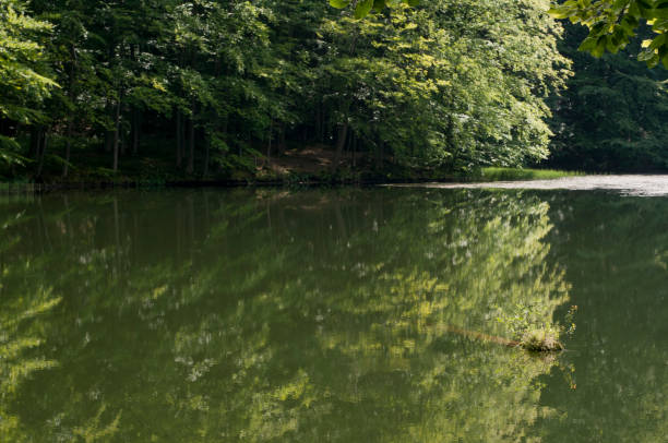 istock Morning summer lake in Poland 905937482