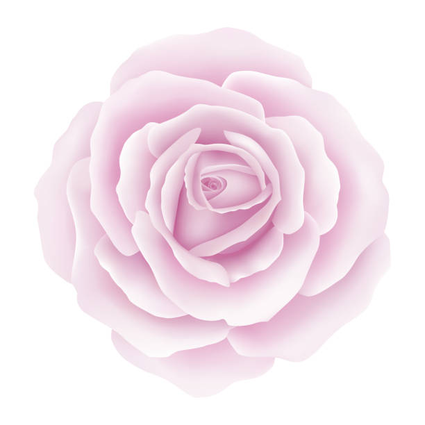 White background with a Rose Flower. Vector illustration vector art illustration
