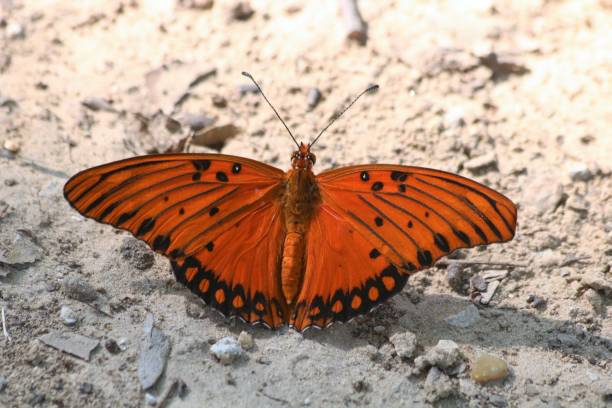 istock Gulf Fritillary Butterfly on Ground 905938868