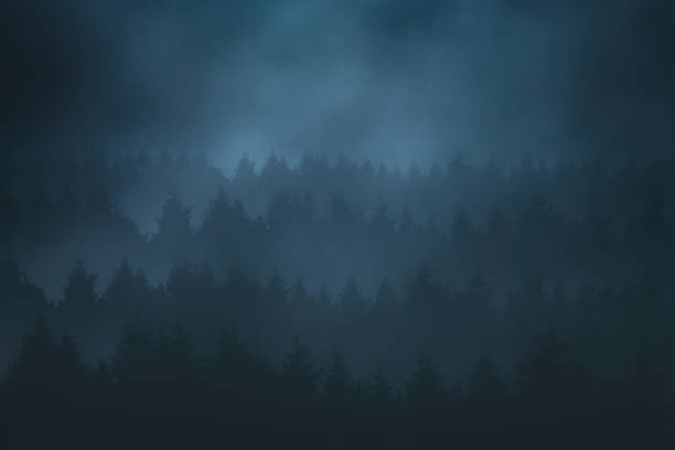 istock forest in the mountain at night with dark trees 905941750