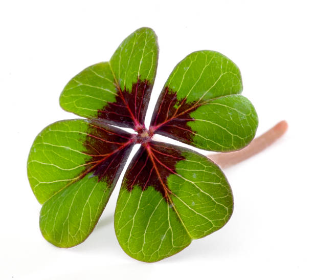 istock Four-leave clover isolated - macro shot 905942222