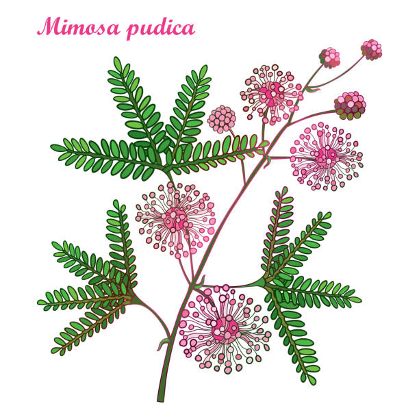 벡터 윤곽선 미모사 pudica의 지점 또는 민감한 식물 또는 touch-me-not 식물. 핑크 꽃, 새싹 및 녹색 잎을 흰색 배경에 고립. - sensitive plant stock illustrations