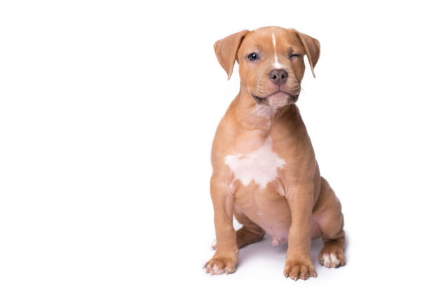 istock American staffordshire terrier isolated on white 905945798