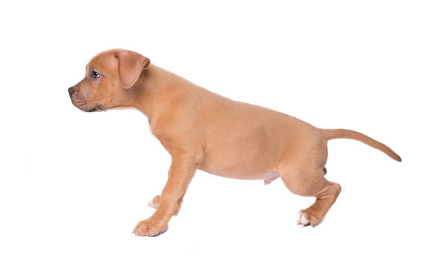 istock American staffordshire terrier isolated on white 905945800