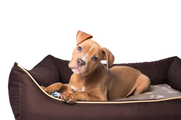 istock American staffordshire terrier on his bed 905948134