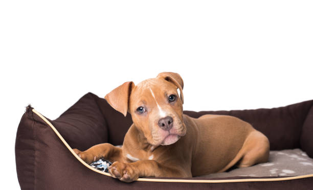 istock American staffordshire terrier on his bed 905948160