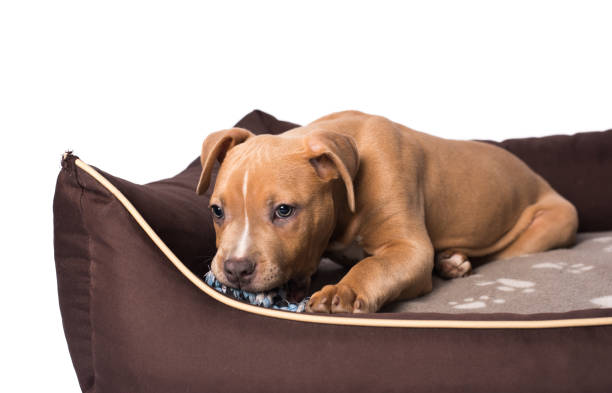 istock American staffordshire terrier on his bed 905948660
