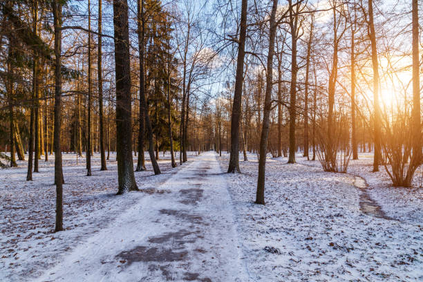 istock Park in Pushkin in winter 905949374
