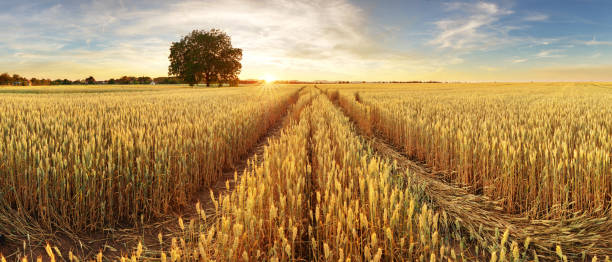 istock Panorama of wheat field at sunset 905950374