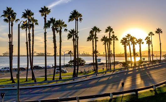Beautiful Long Beach beach sunset with palm tree silhouettes and coastal highway.