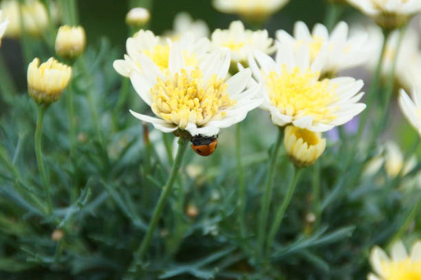 istock Ladybird, small red and black insect 905953150