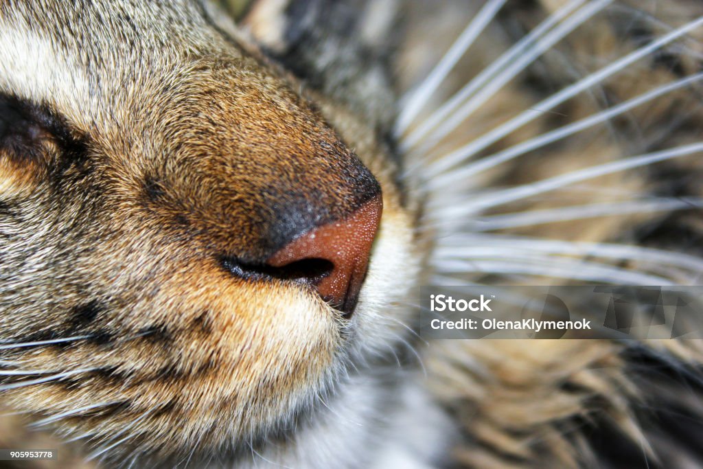 Domestic cat muzzle, close up. Maine Coon cat. Animal Stock Photo