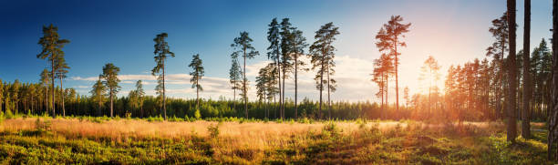 istock Coniferous forest with morning sun shining 905954166