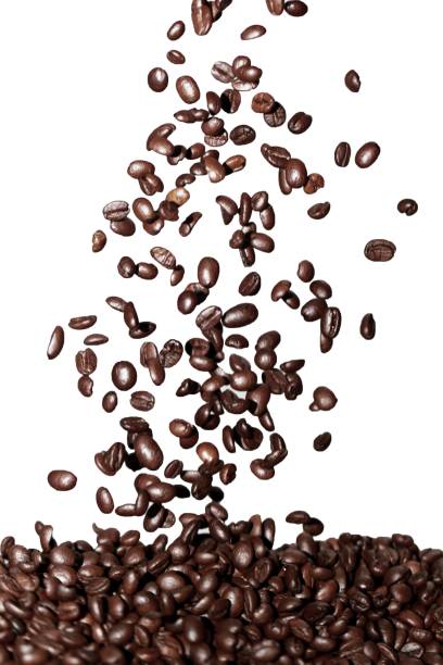 Coffee bean.
