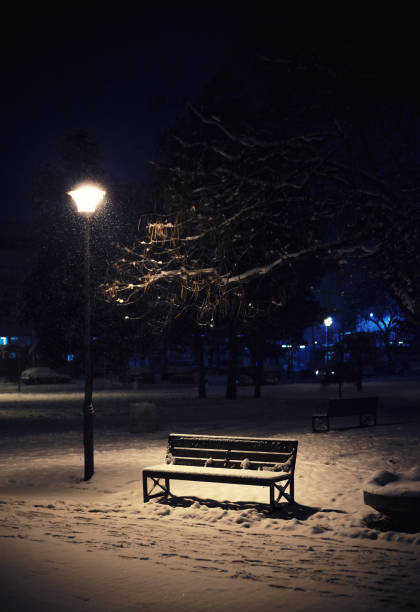 Tree and Bench in Park During Winter stock photo