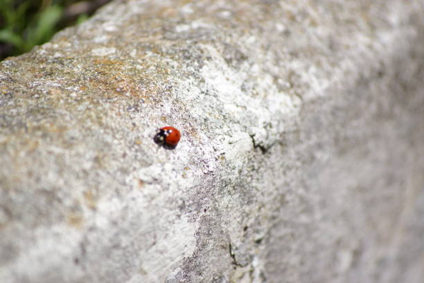 istock Ladybird, small red and black insect 905956626