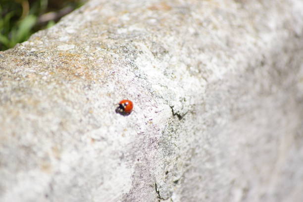 istock Ladybird, small red and black insect 905957010