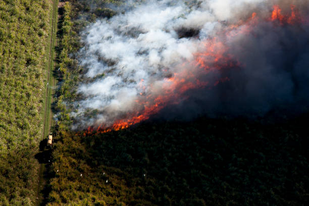 istock Aerial View of Burning Sugarcane fields 905957642