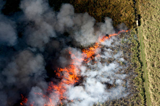 istock Aerial View of Burning Sugarcane fields 905957752