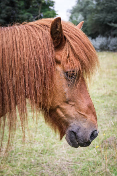 istock Head of a brown horse with a long mane 905960284