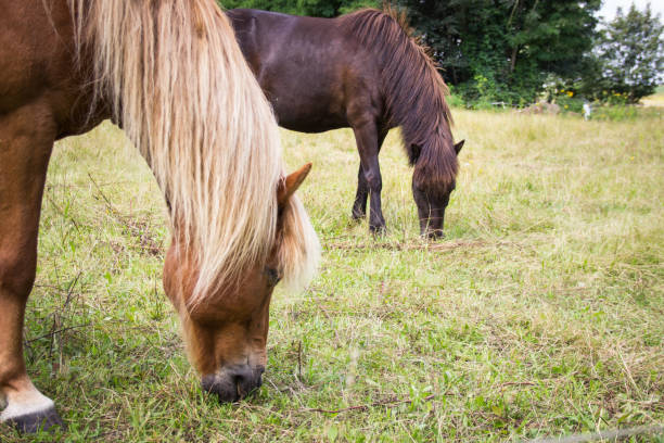 istock two horses grazing in a pasture 905960320
