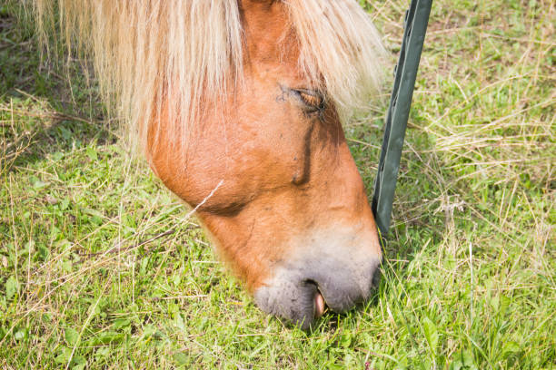 istock Head of a horse (Haflinger) - eats grass 905960428