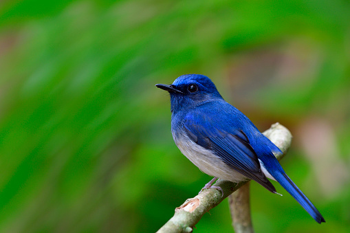 Hainan Blue Flycatcher (Cyornis hainanus) lovely blue and white with big eyes bird perching on a branch in forest, fascinated nature
