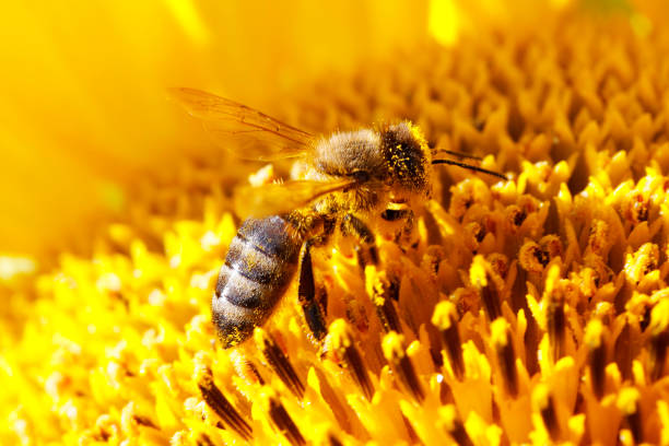 istock European Honey Bee (Apis Mellifera) Gathering Nectar from a Sunflower 905964126