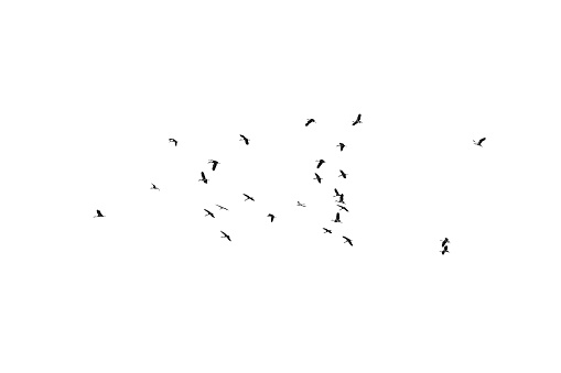 Flock of birds on a white background. For design. Flock of birds isolated on a white background. Clipping path.